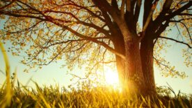 Spring tree with fresh leaves on a meadow at sunset