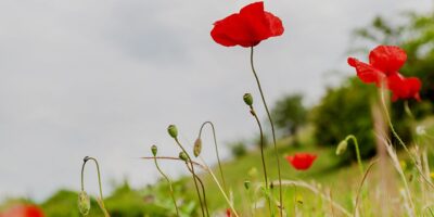 Poppies in a field