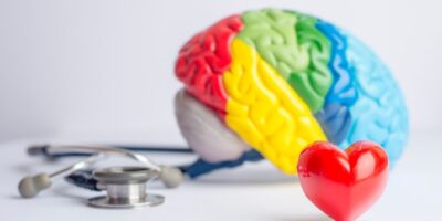 Colourful models of a brain and a heart with a stethoscope