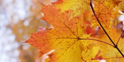 Close up of maple leaves in autumn